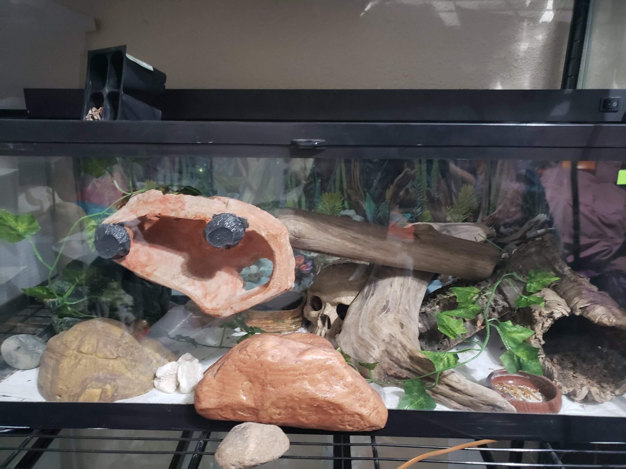 Leopard Gecko: Enclosure and Picking out | Wiki | Reptilian Keepers Amino