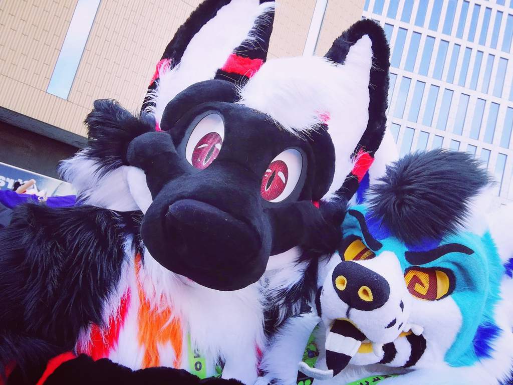 My first con [NFC 2020] w/bait Furry Amino