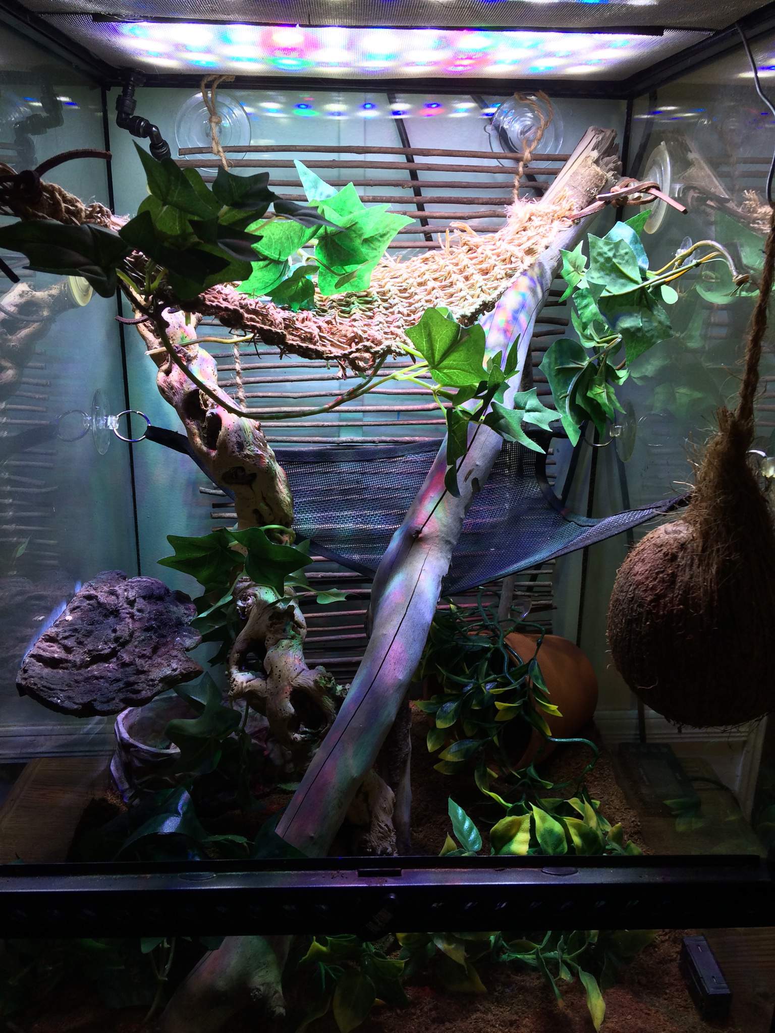 A good tree frog set up? | Reptiles Amino