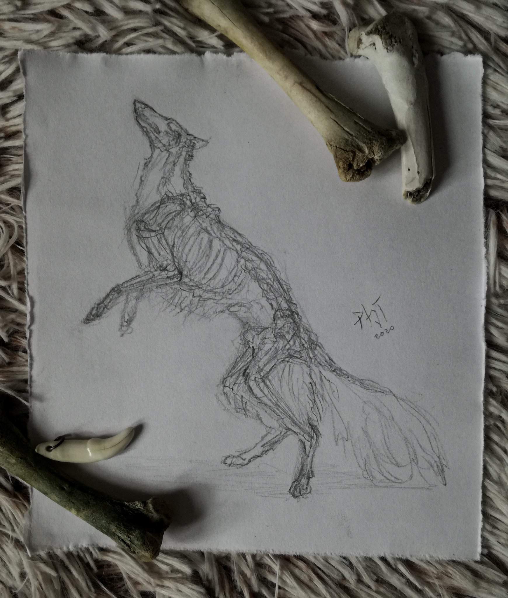 Borzoi skeleton sketch | Art Amino