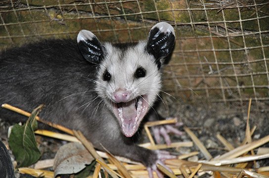 Angry bois | Wiki | Opossum Appreciation Amino Amino