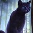 amino-Cinderpelt-96695665