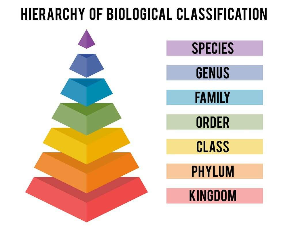 Simple Species Classification Template | Wiki | Furry Amino