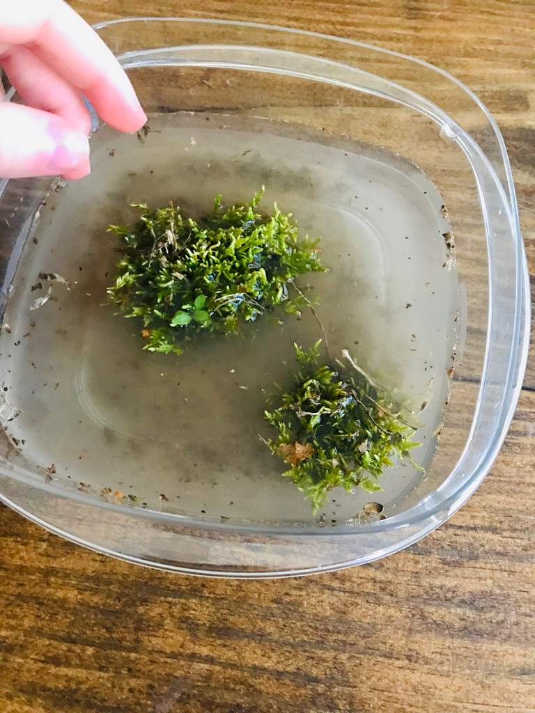 How to grow moss babies!! | Pagans & Witches Amino