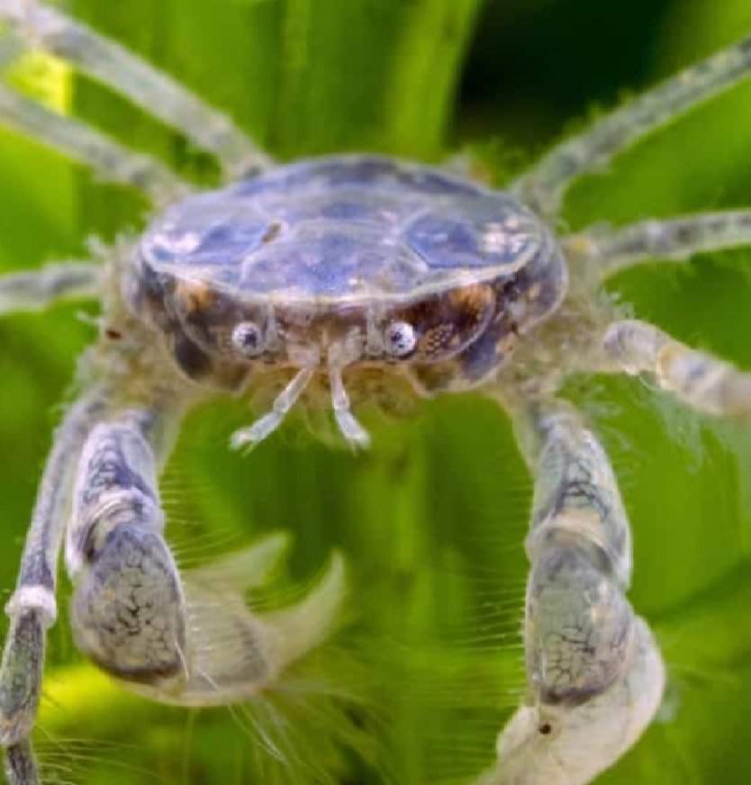 Thai micro crab care guide | Pets Amino