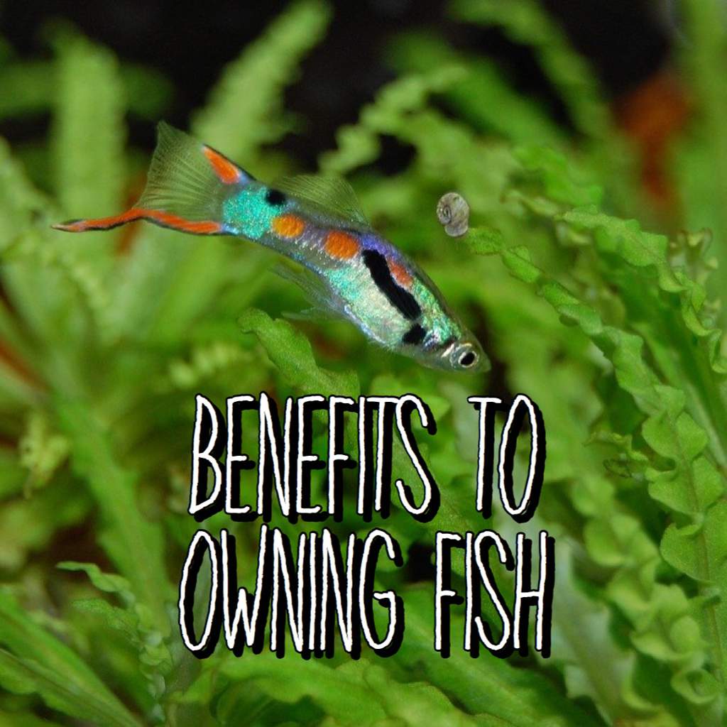 Benefits to Owning Fish | Animal Amino🐾 Amino