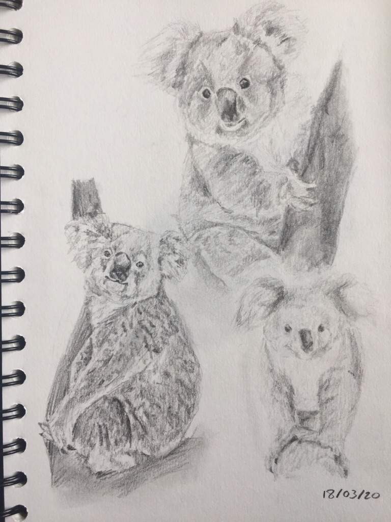 Koala sketches | Art Amino