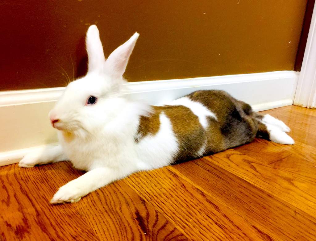 🌻Willow🌻 Wiki Rabbit Lovers Amino Amino