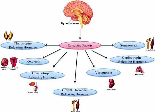 why hypothalamus is called master of master gland class 10