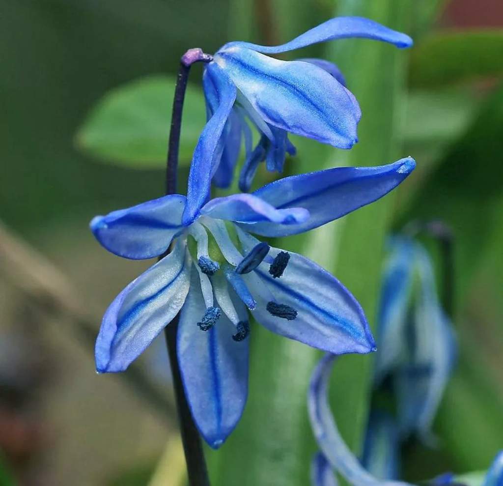 Пролеска сибирская фото цветок