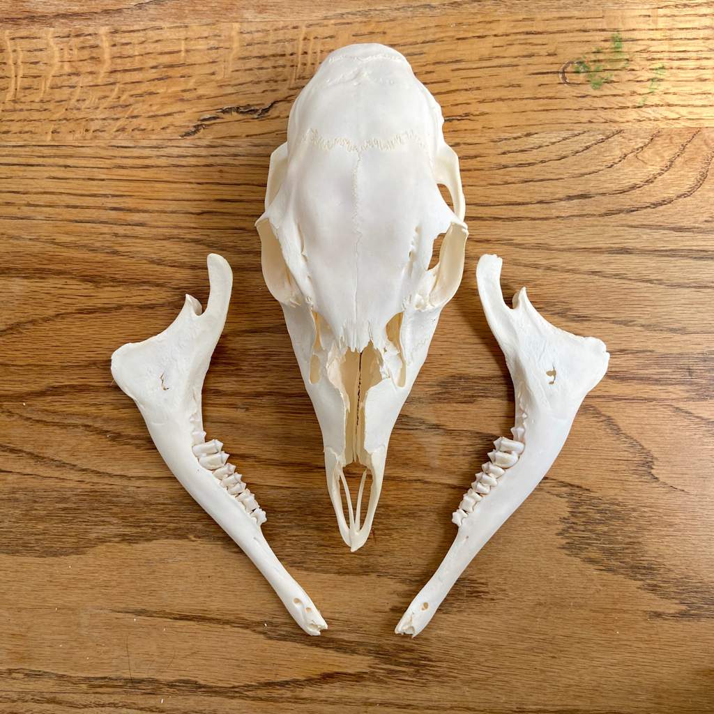 Fawn Skull and Jaw Bones | 🌿Wildcrafters🌿 Amino