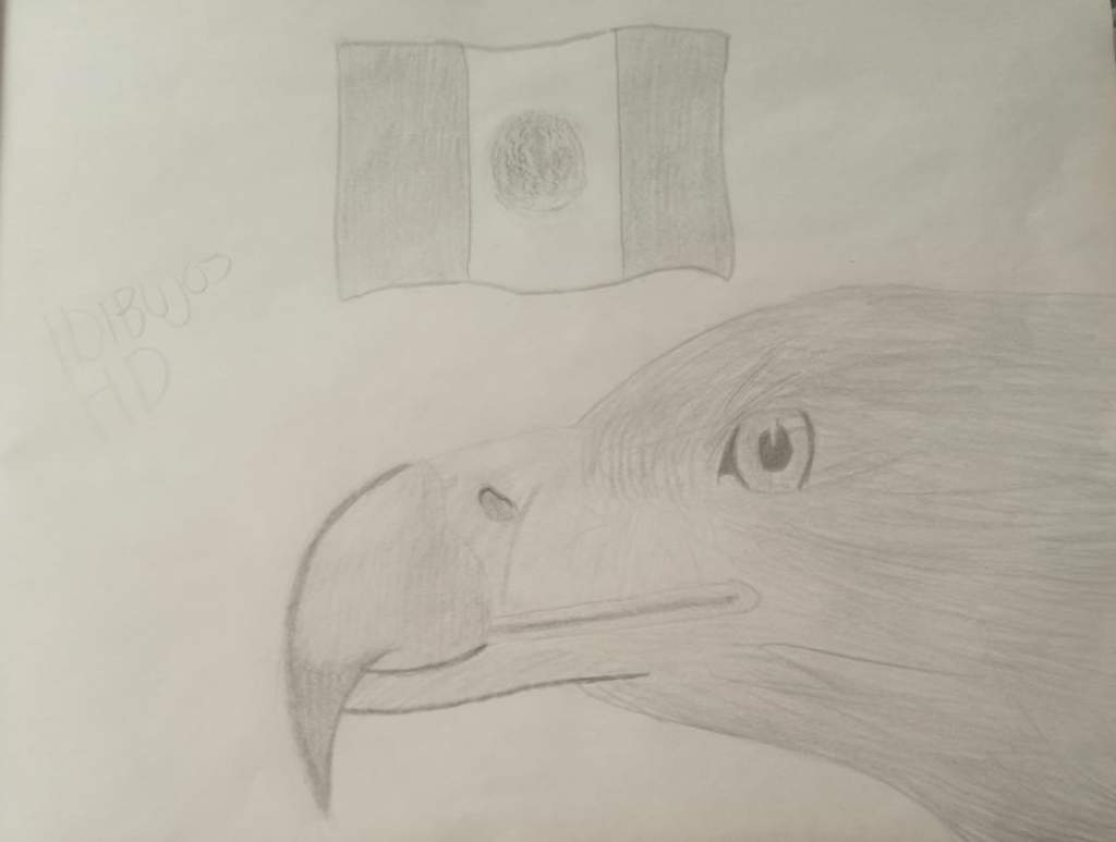 Animal: Aguila País: México Autor: Dibujos HD Dedicado a: Aure Feia  #1animal1 | •Arte Amino• Amino