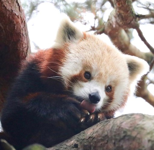 Red Panda Ears Roblox