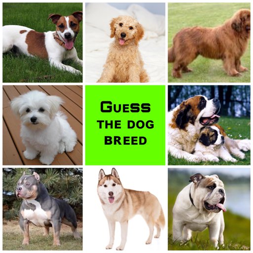 🐕Guess The Dog Breed🐶 | Pets Amino