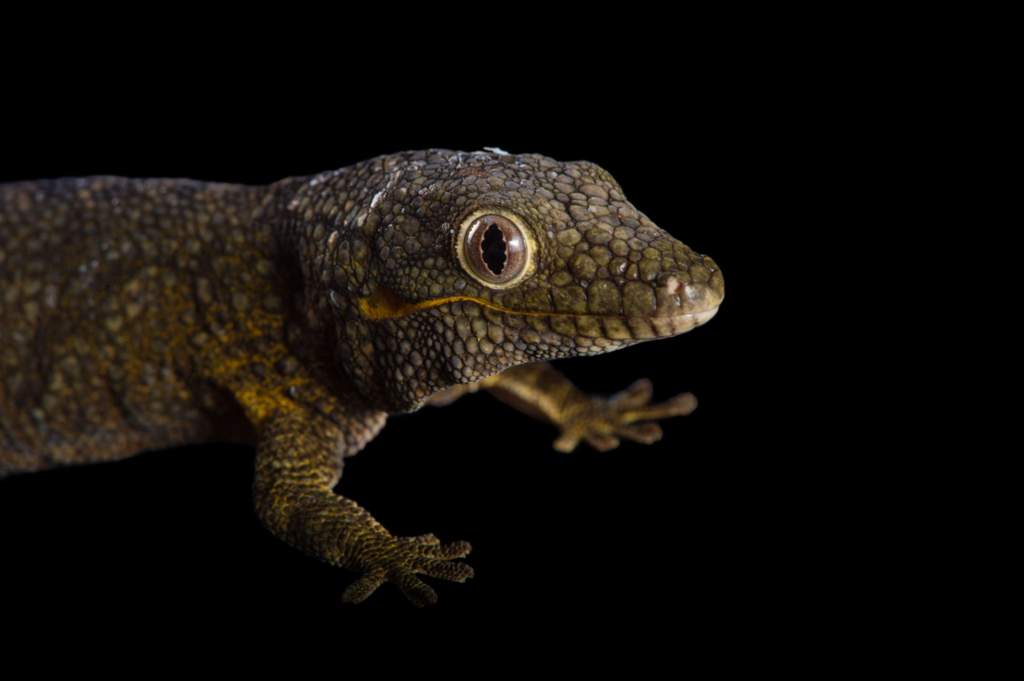 Chameleon gecko's | Wiki | Reptiles Amino