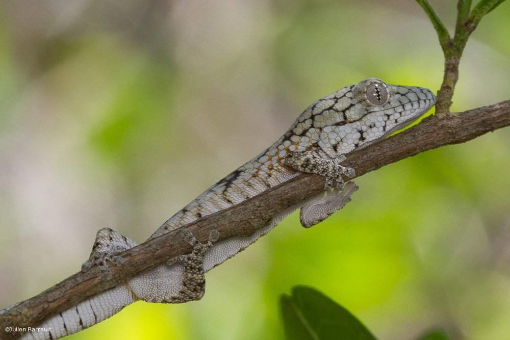 Chameleon gecko's | Wiki | Reptiles Amino