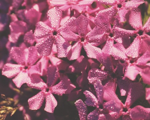 super pink full moon info + ritual 🌕 | Pagans & Witches Amino