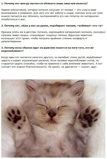 Факты о котиках