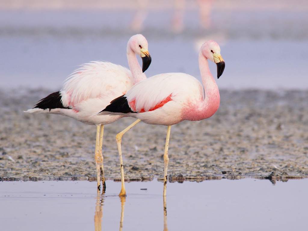 Andean Flamingo | Wild Animals! Amino