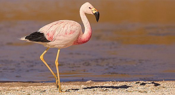 Andean Flamingo | Wild Animals! Amino