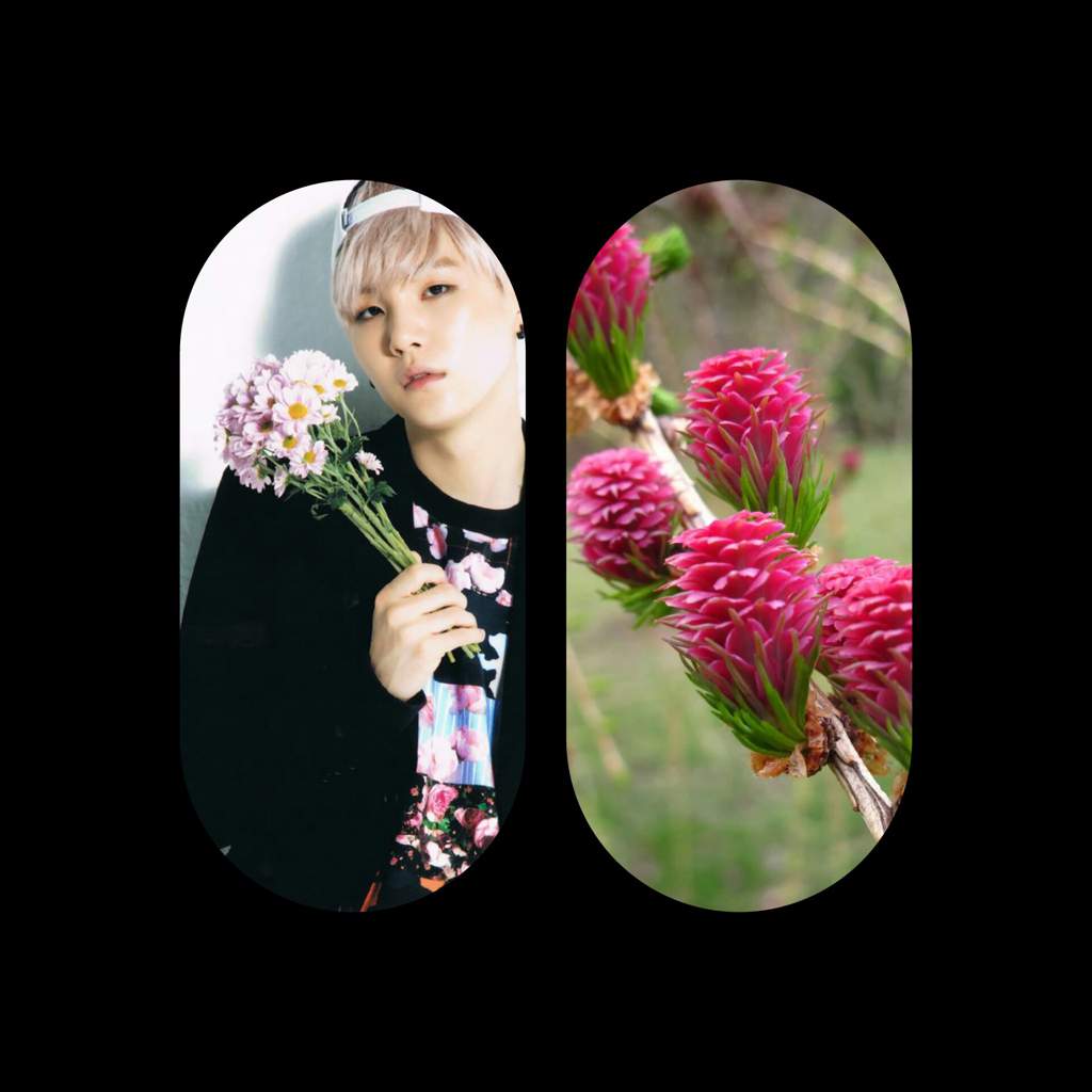 Bts Member S Birth Flowers And Their Symbolism Will Make You Soft Army S Amino