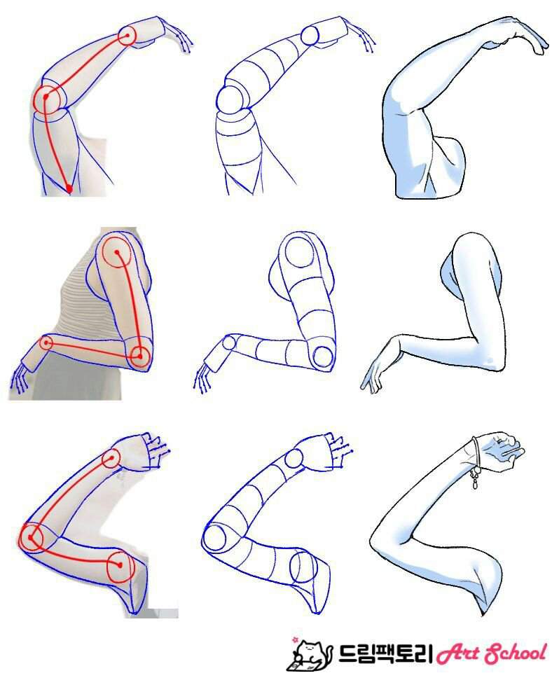 Anatomía Humana Parte 1 •dibujos Y Animes• Amino