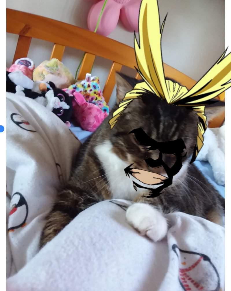 My Cat Academia | ★my hero academia★ Amino