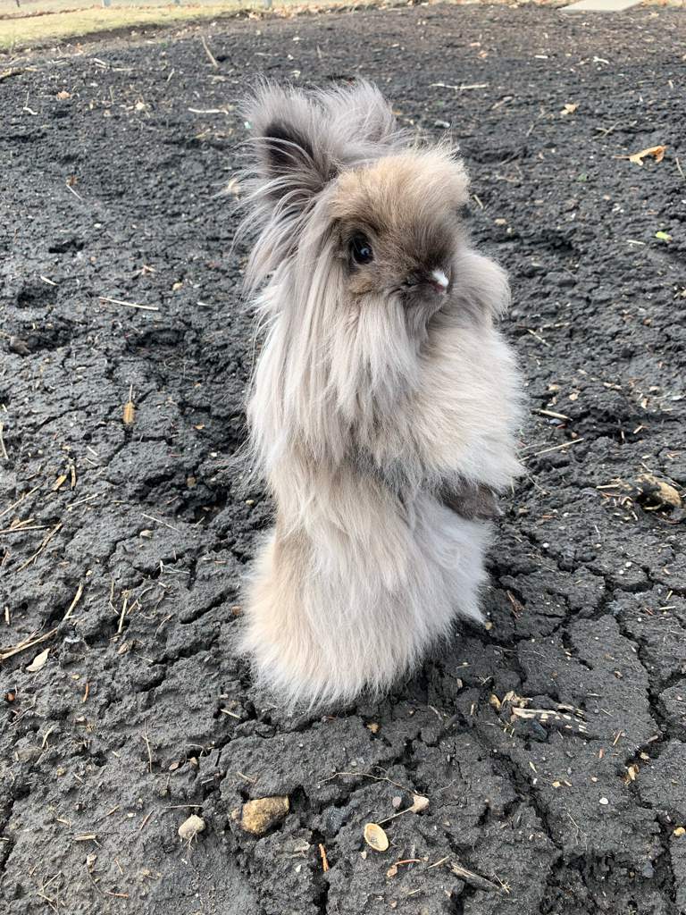 What is an exotic pet? | Pets Amino