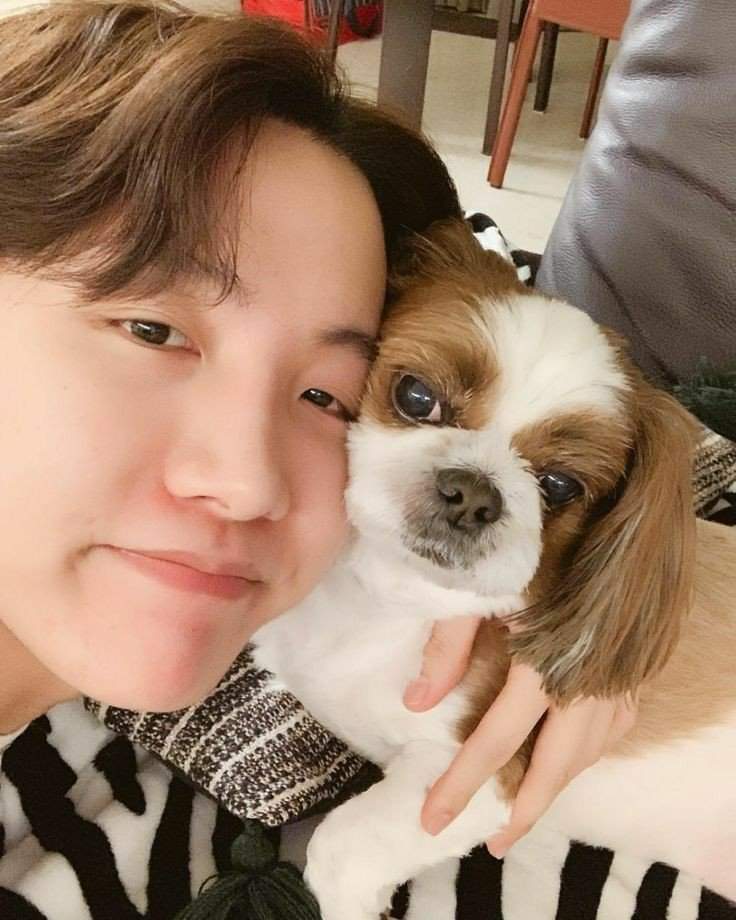 BTS & their Dogs or ones they play with. | Wiki | Dogs Amino