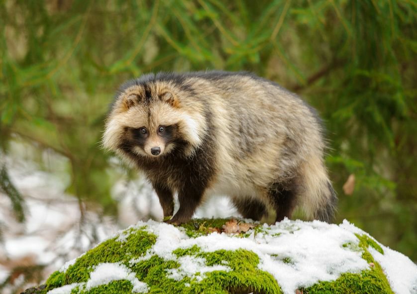 tanuki-animals-in-japan-part-1-japanese-school-amino