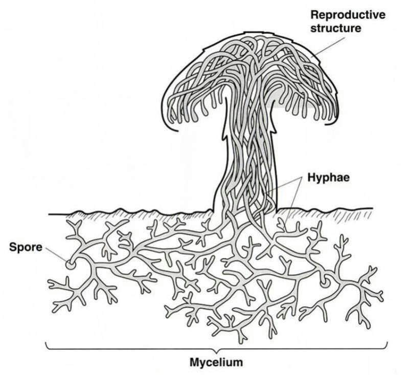 Mycorrhizal Network: The Earth's Natural Internet | Science Amino