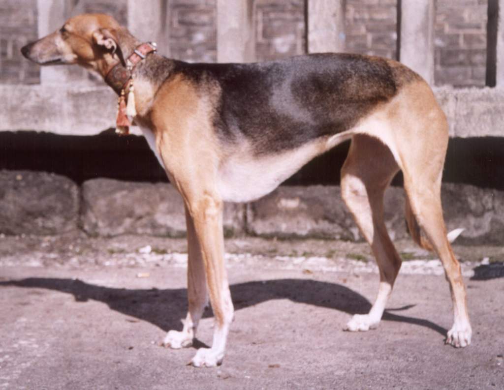 Balkan Dog Breeds 