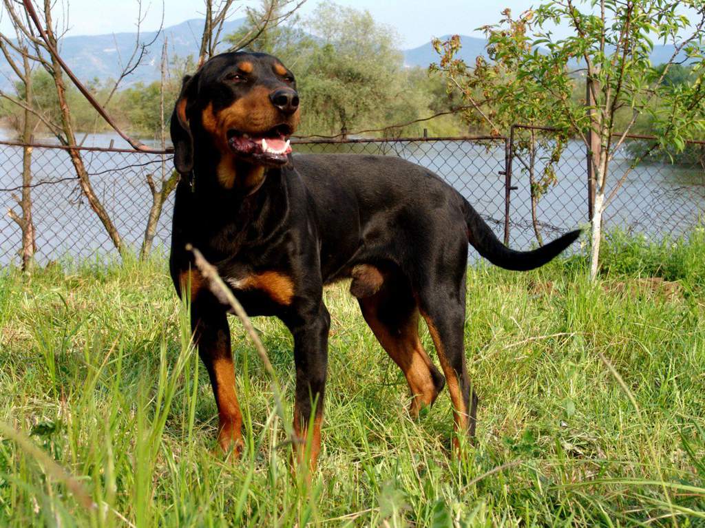 Balkan Dog Breeds | Wiki | The Balkans Amino