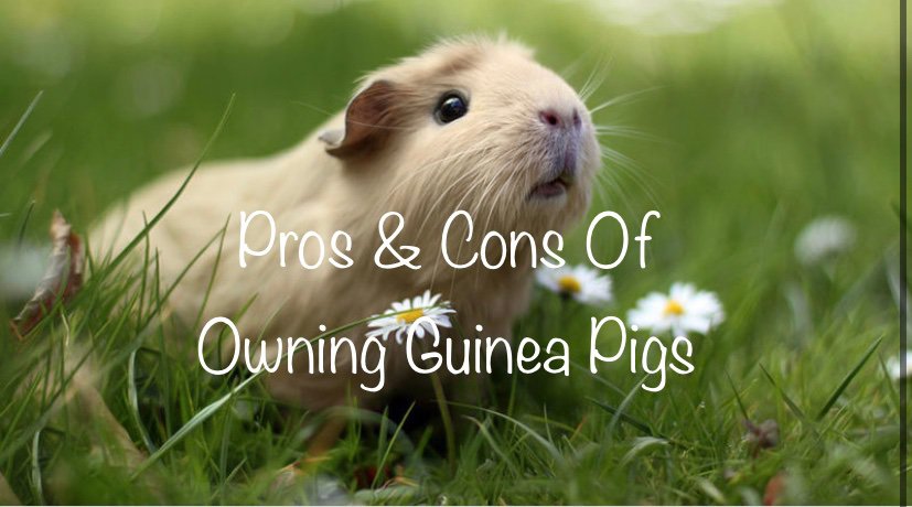 •Pros & Cons Of Owning Guinea Pigs• | Pets Amino