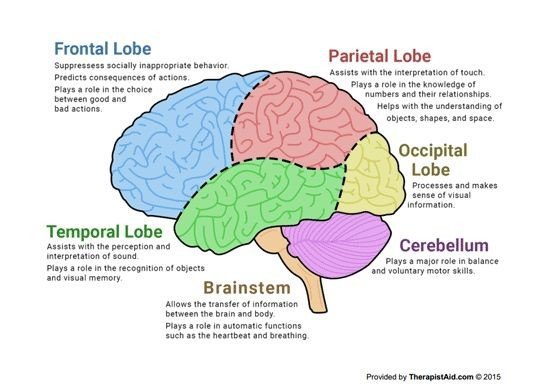 An Introduction to Neuroscience | Science Amino