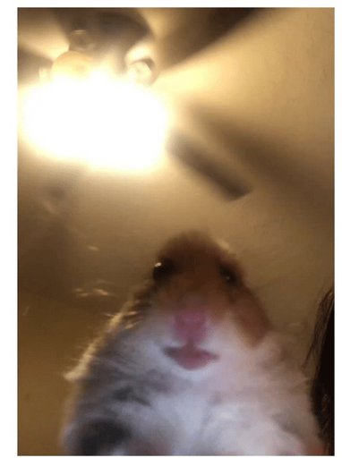Pfp Funny Hamster See More Ideas About Funny Funny Memes Reaction Pictures
