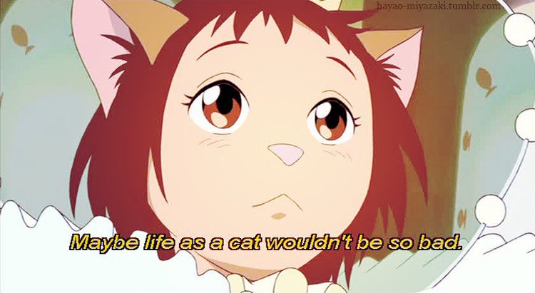 Who Likes Cats Anime Amino