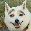 Собаки с бровями: 15 питомцев, которым достались странные хозяева Ололо - смешны