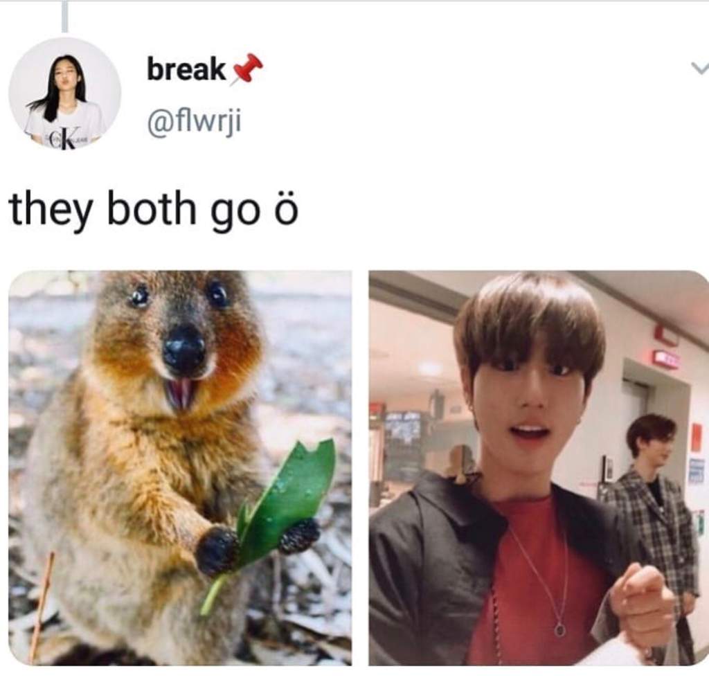 Han as quokka (Ctto) | Stray Kids Amino