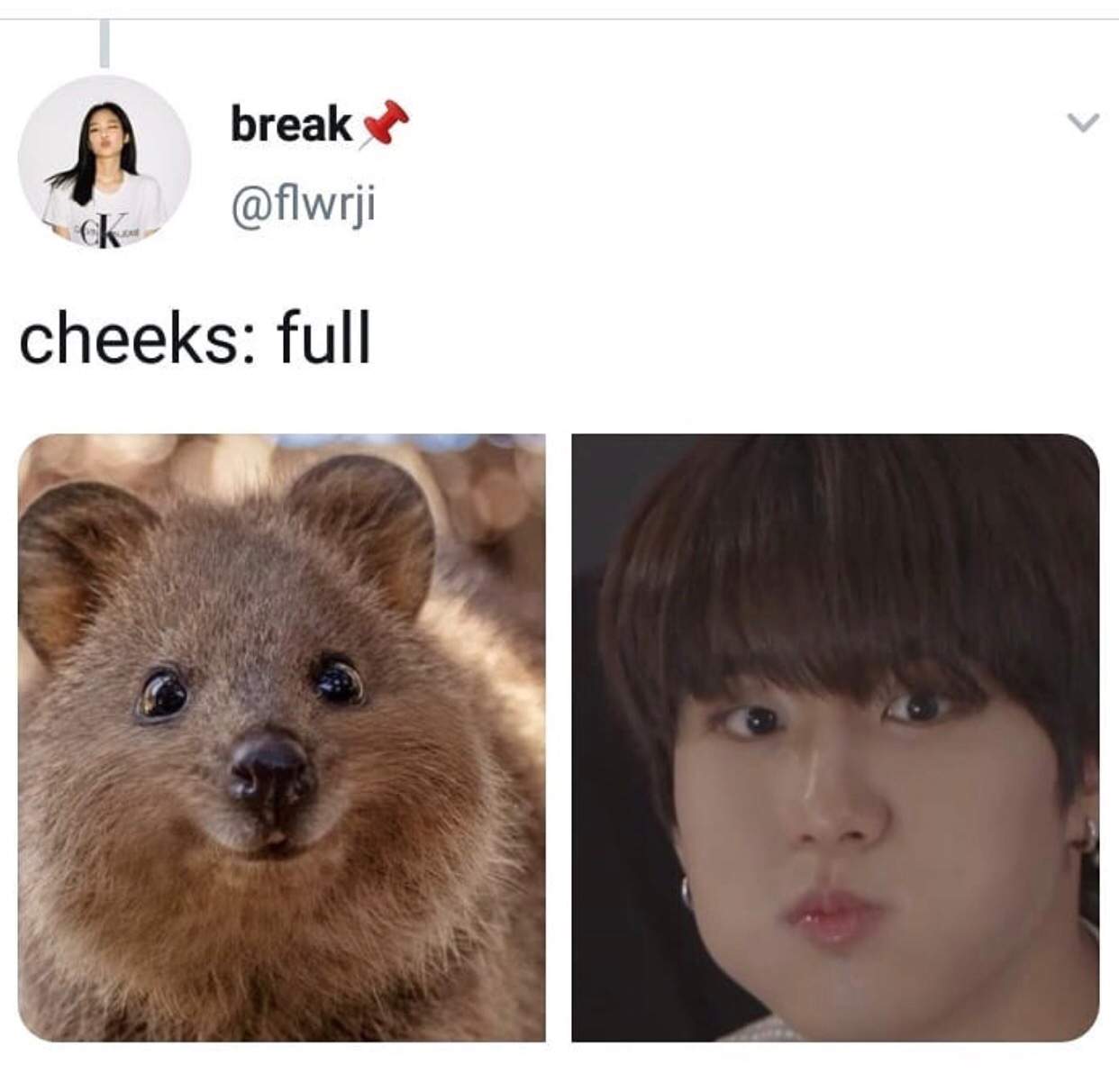 Han as quokka (Ctto) | Stray Kids Amino