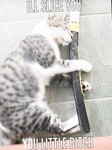 Ughhh Roblox Amino - decal ids roblox cat morph