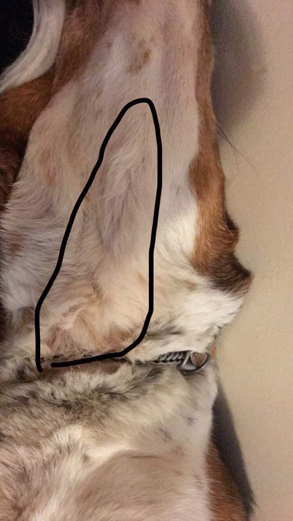 flea collars and why i dislike them Pets Amino