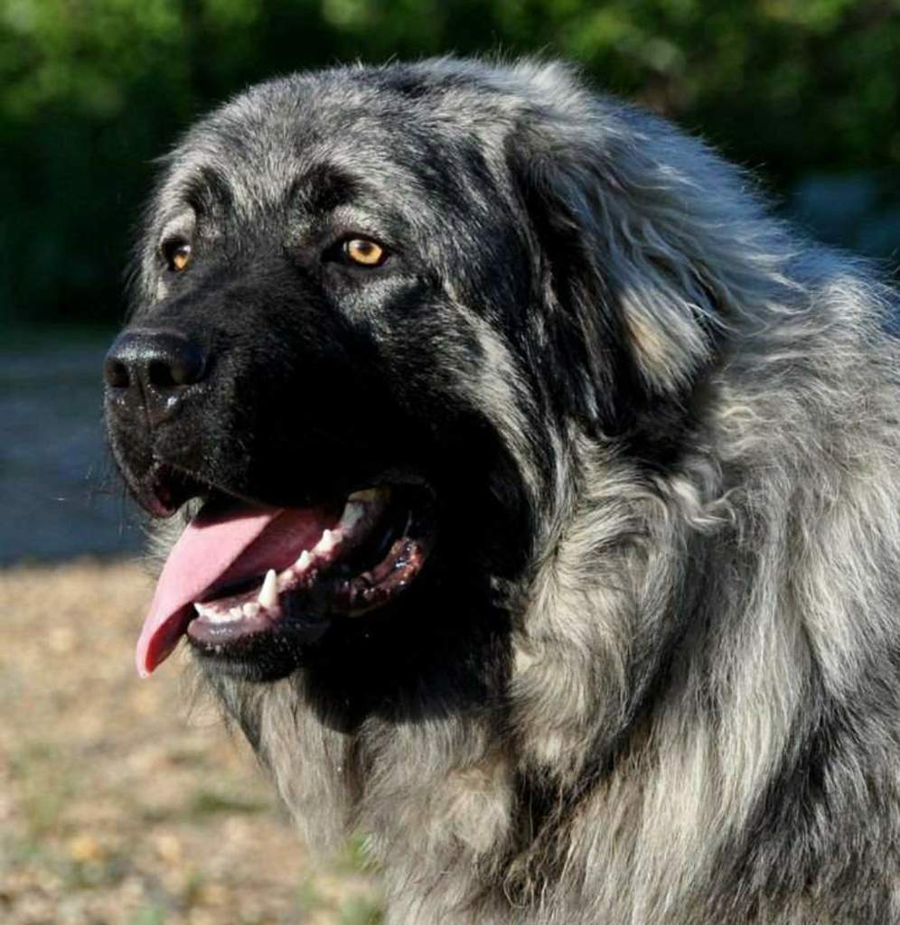 Sarplaninac - The Mighty Guardian Dog Breed 5 Sarplaninac Size