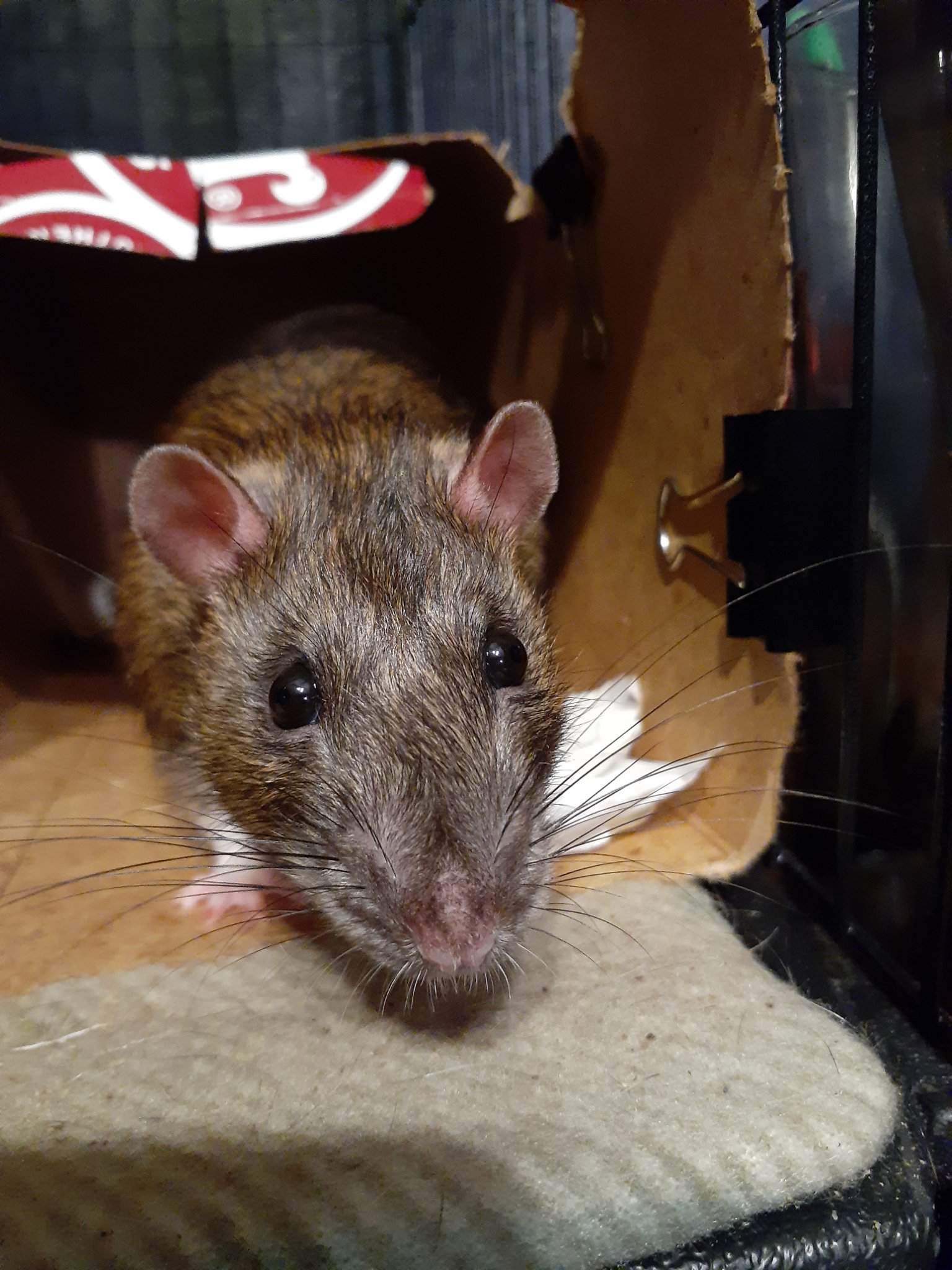 Mr. Bobinsky (2019-9•12•20) | Wiki | Pet Rats🐀 Amino