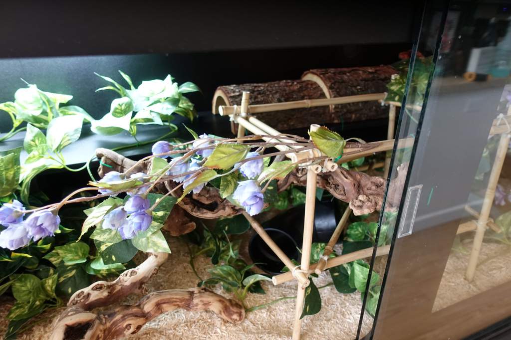 How to clean your snake enclosure Wiki Reptiles Amino