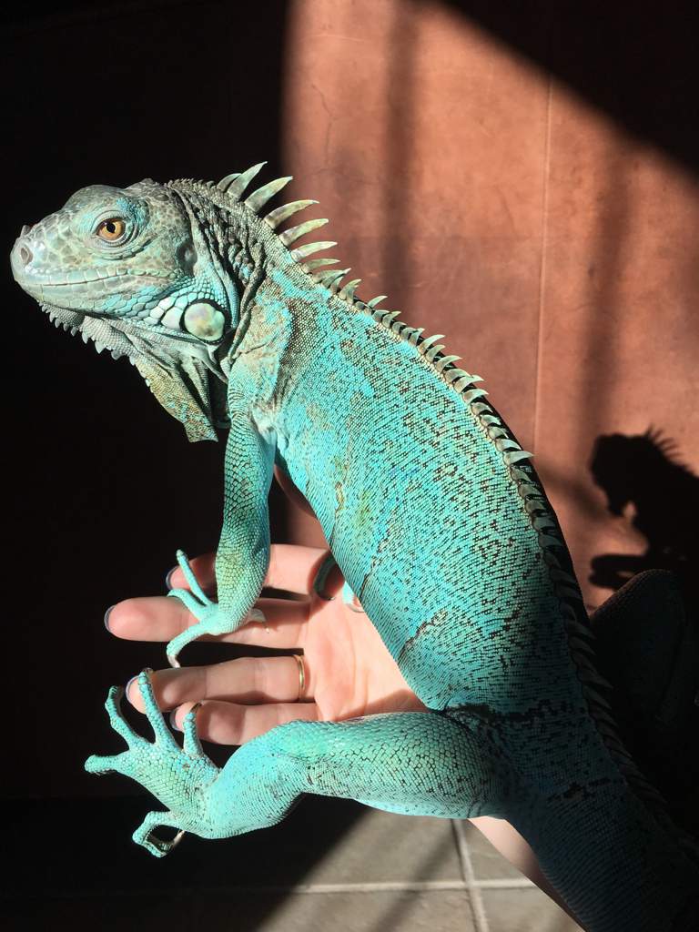 Roswell, axanthic green iguana. Total sweetheart👽💙 | Reptiles Amino