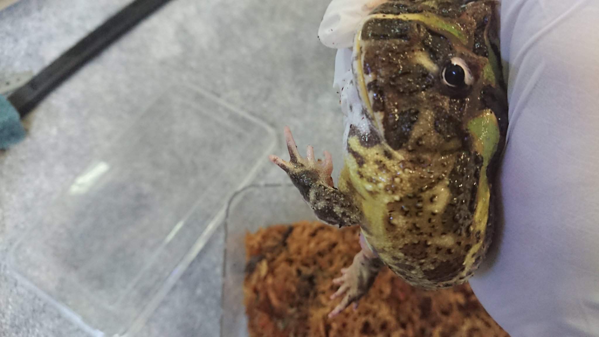 Gender of my Pacman Frog? | Reptiles Amino