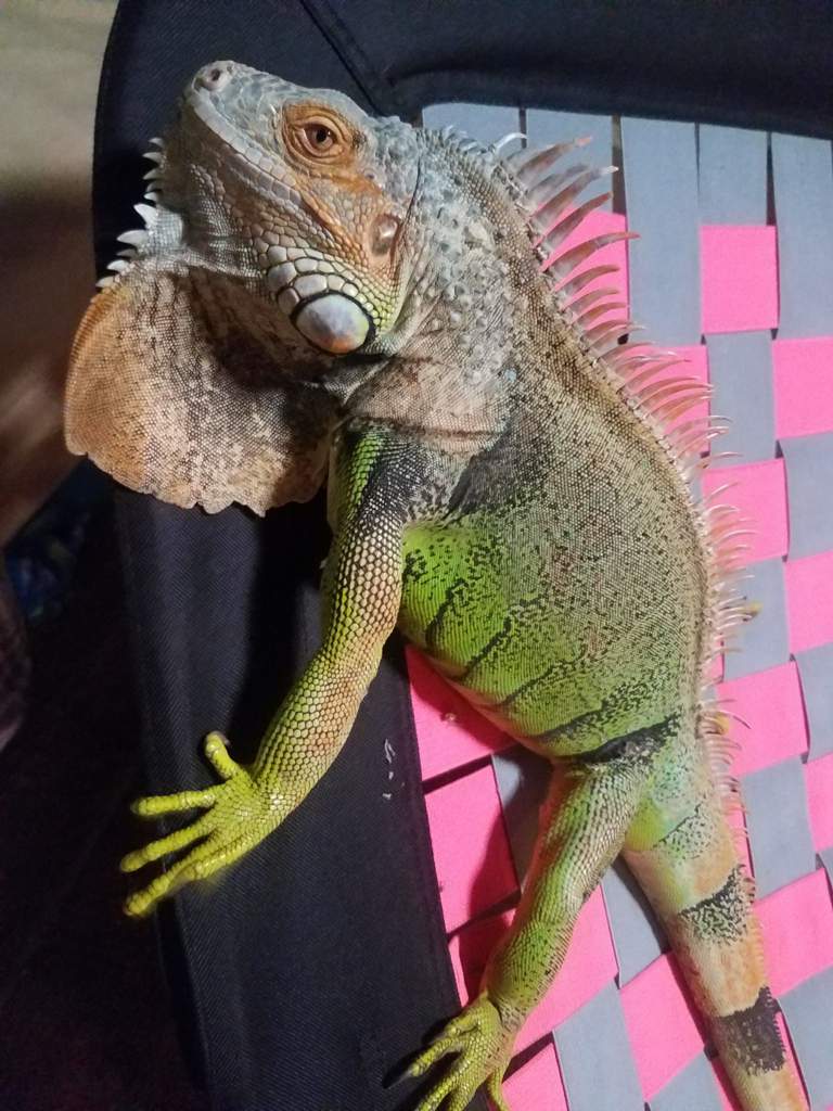 Roswell, axanthic green iguana. Total sweetheart👽💙 | Reptiles Amino