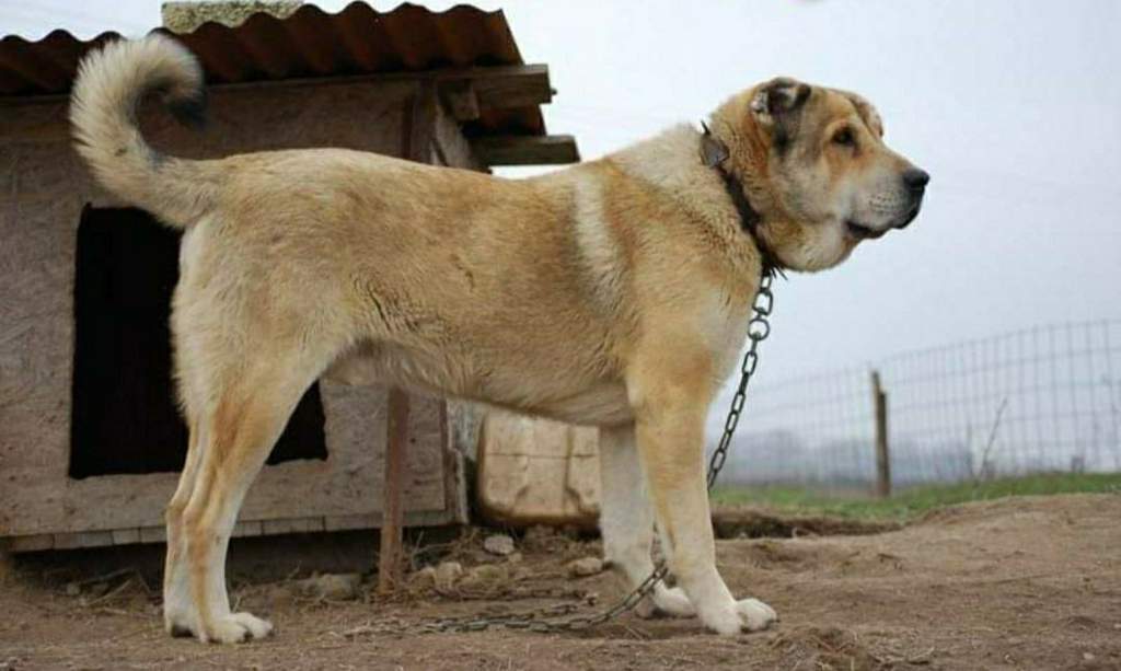 Molossus of Epirus Wiki Dogs Amino