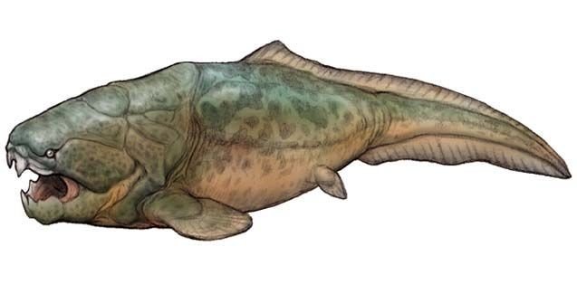 Dunkleosteus Wiki Dungeons And Dragons ™ Dandd Amino